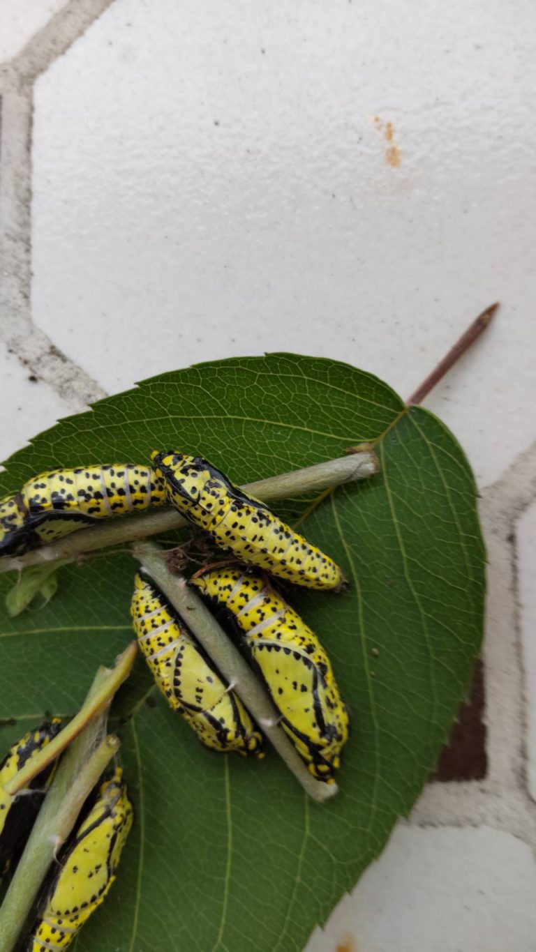 エゾシロチョウ（6月／北海道）