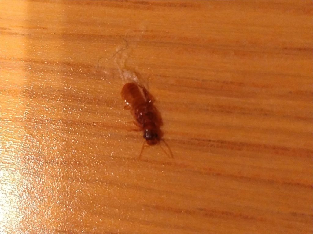 イエシロアリ（6月／香川県）