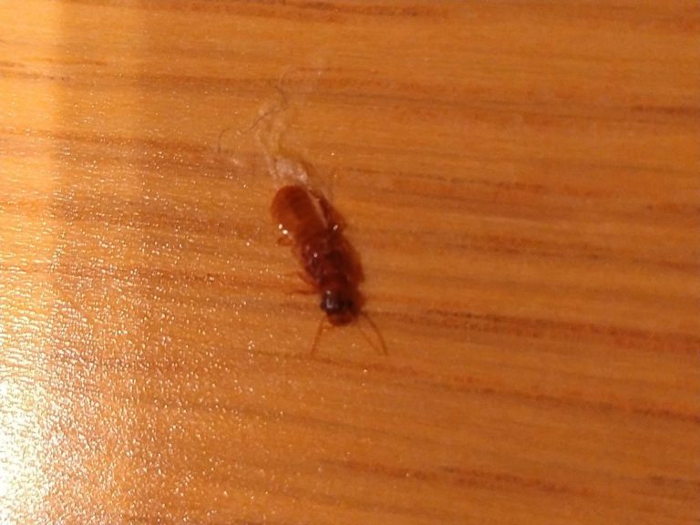 イエシロアリ（6月／香川県）