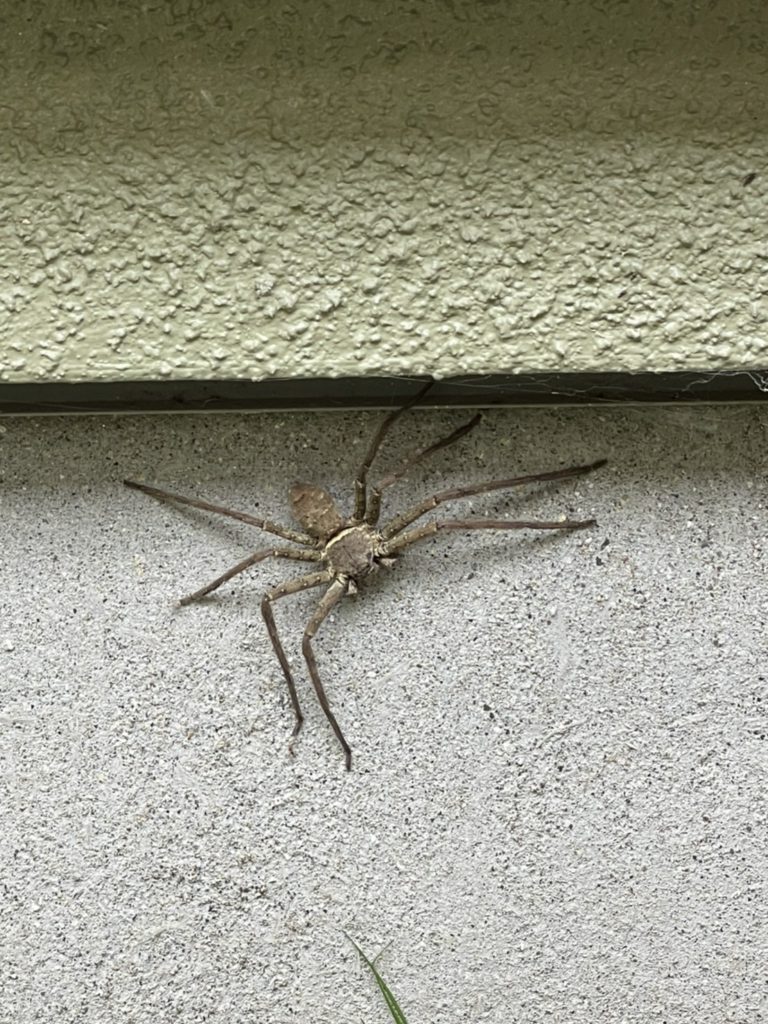 アシダカグモ(6月/神奈川県)