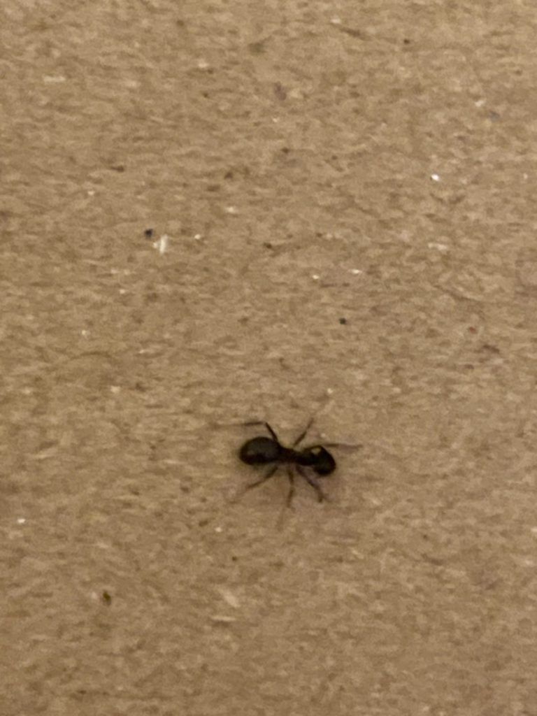アリ（6月／東京都）