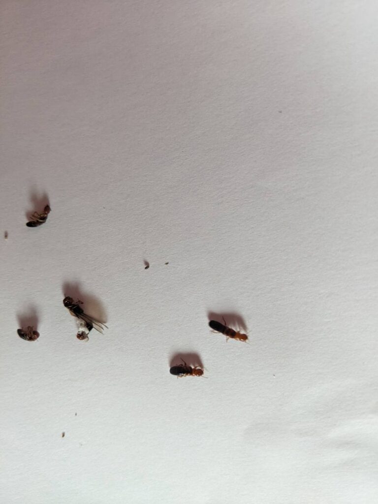 アメリカカンザイシロアリ（7月／和歌山県）