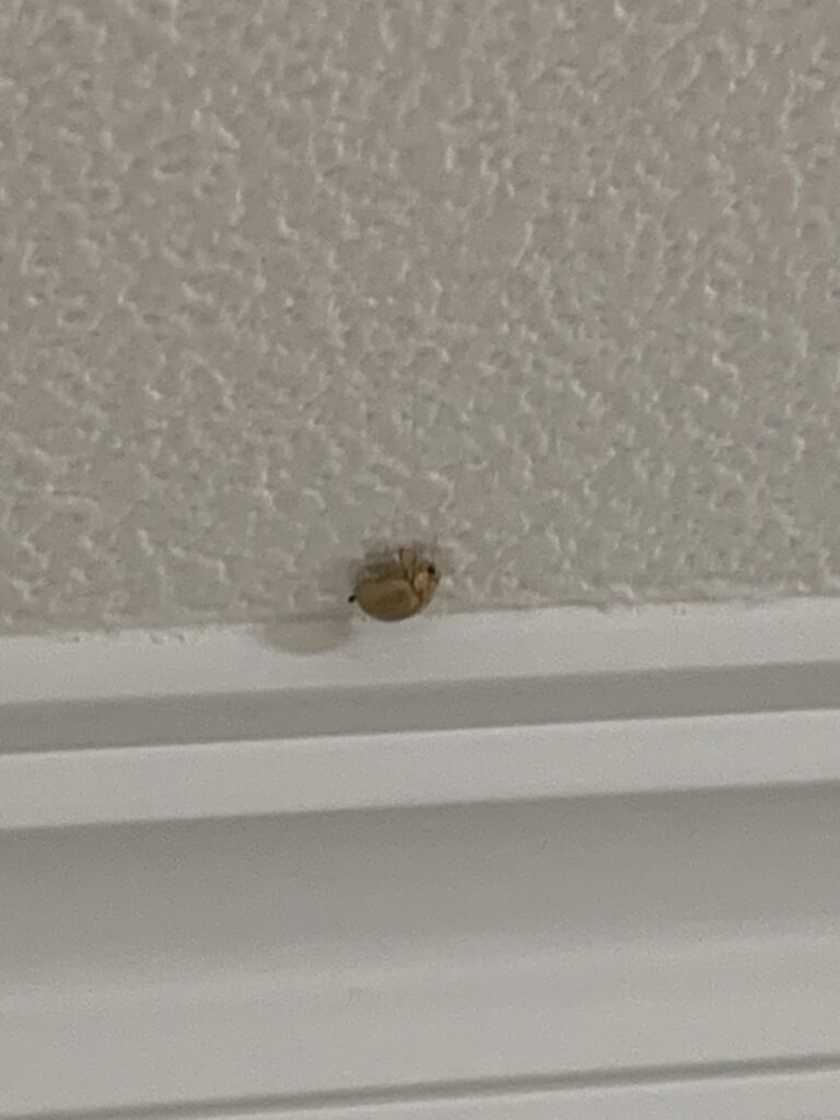 ヒメマルカツオブシムシ(7月/北海道)