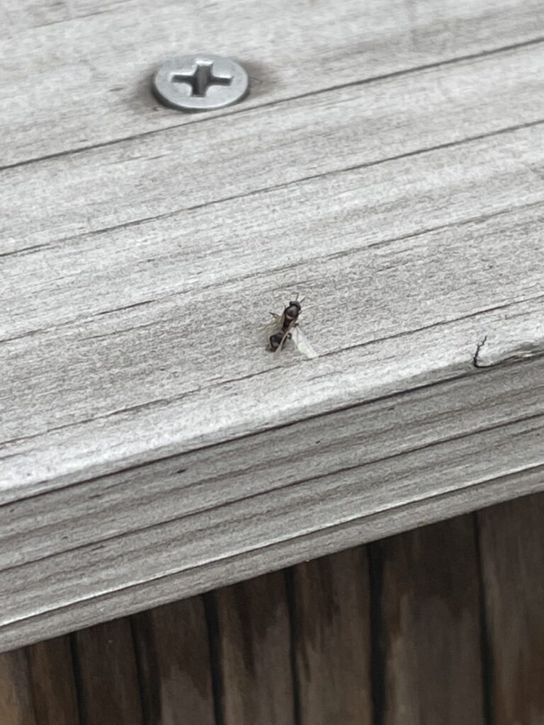 クロアリ(7月/大分県)