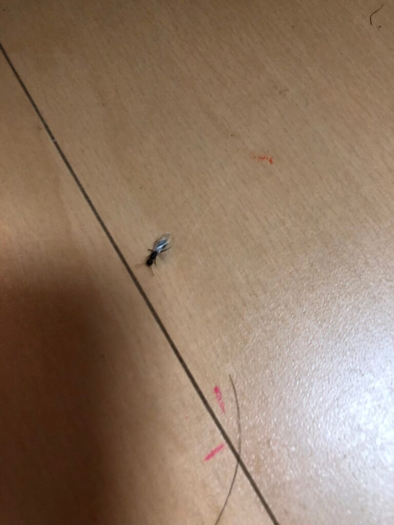 アリ(7月/石川県)