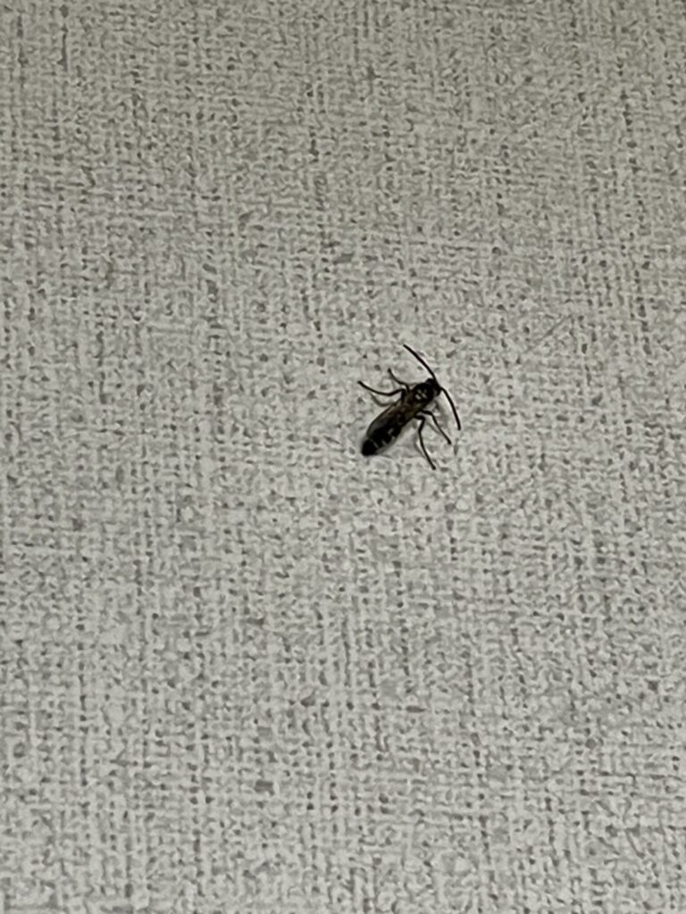 オオモンツチバチ（7月／埼玉県）