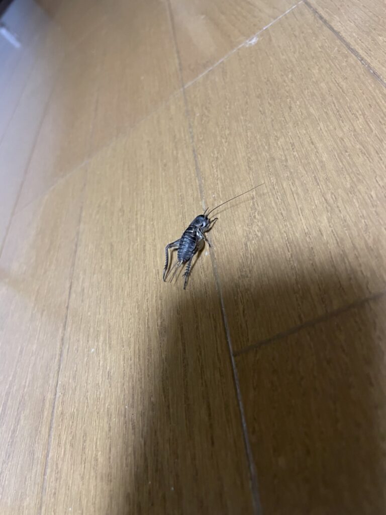 コオロギ(7月/福岡県)