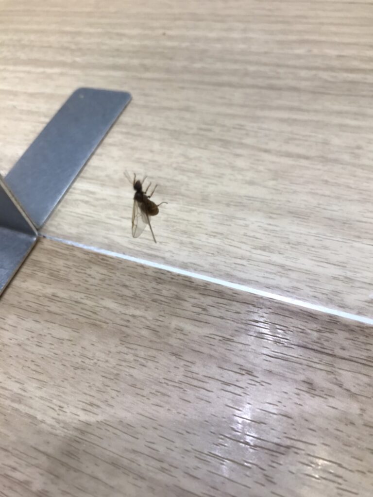 アリ(7月/不明)