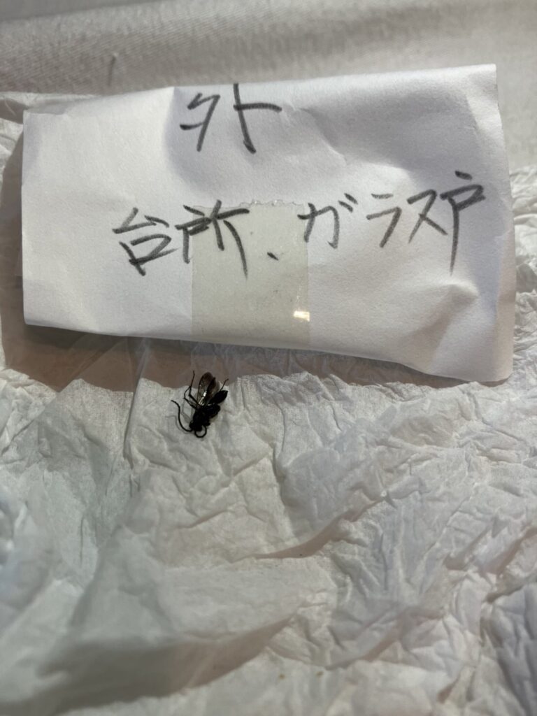 コマユバチ(8月/東京都)