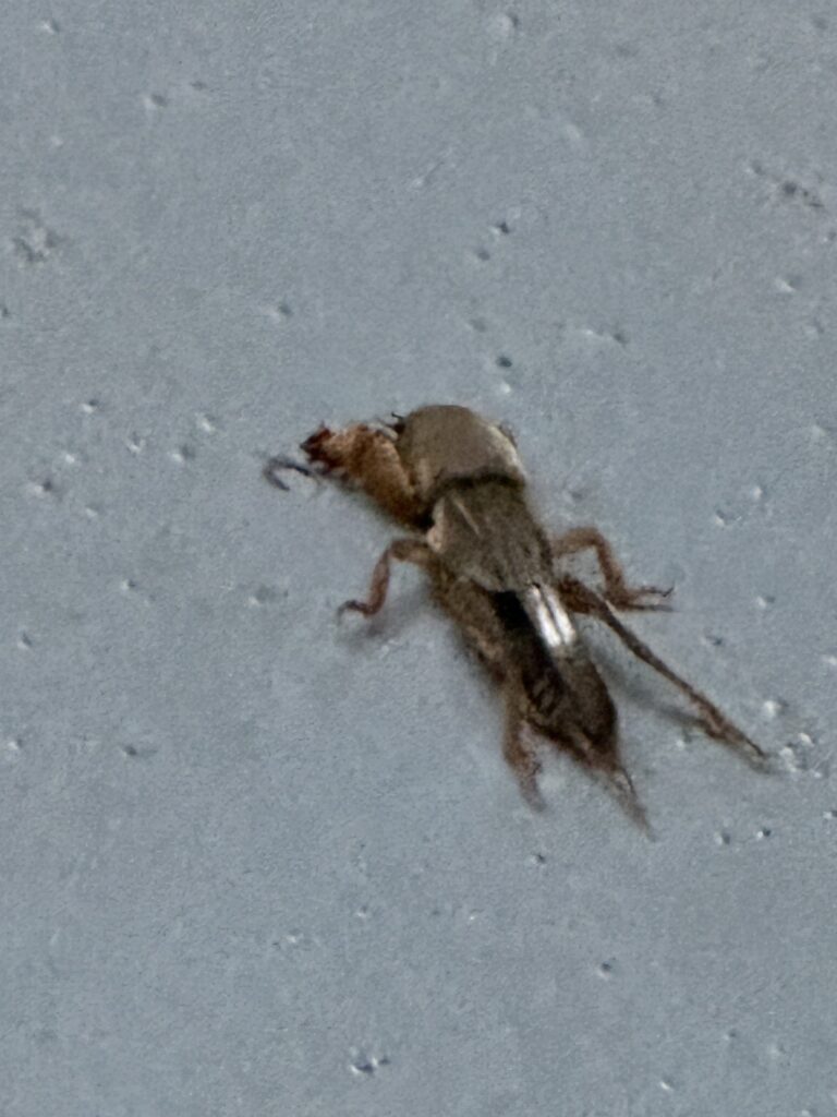 ケラ（9月／栃木県）