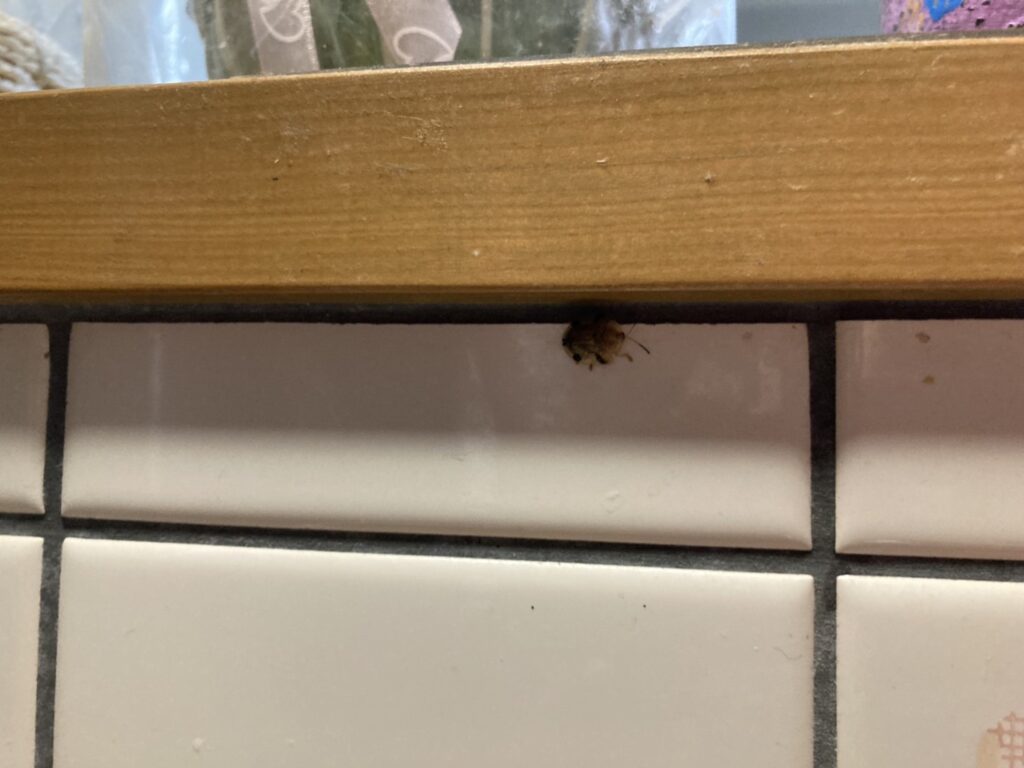 イチモンジカメノコハムシ（2月／大阪府）
