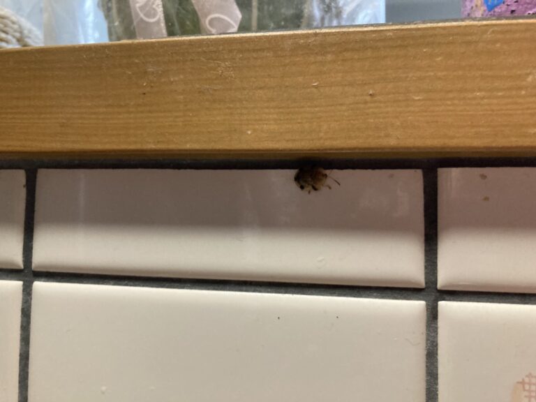 イチモンジカメノコハムシ(2月/大阪府)