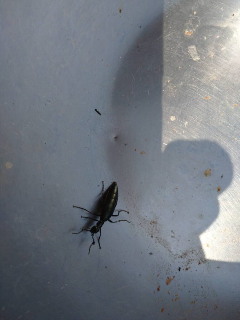 ヒメツチハンミョウ(3月/島根県)