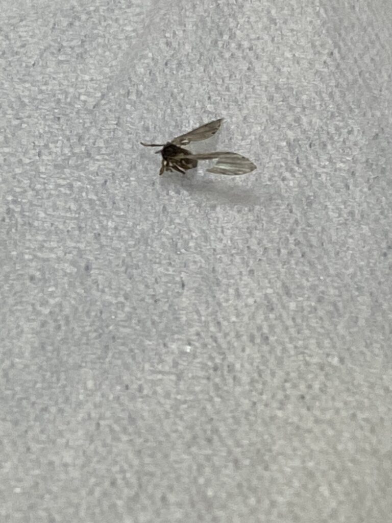 コバエ（4月／兵庫県）