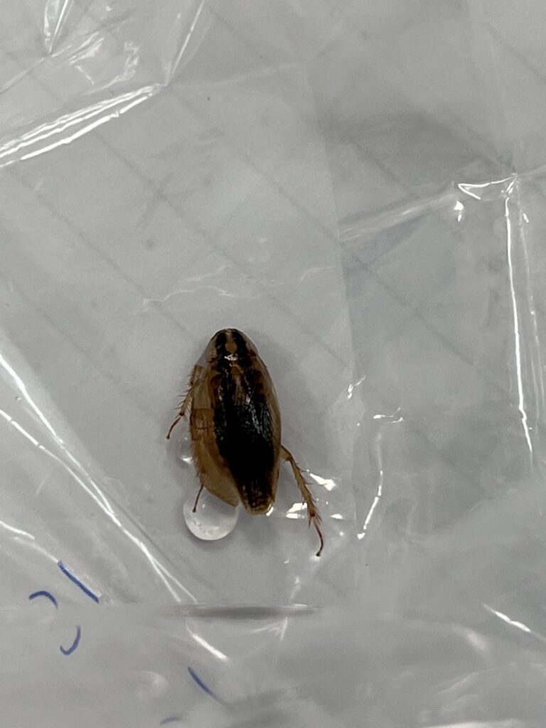 モリチャバネゴキブリ(5月/大分県)