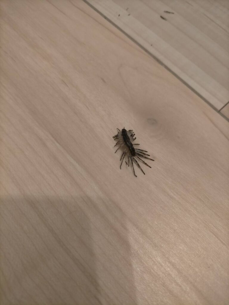 ゲジ（5月／神奈川県）