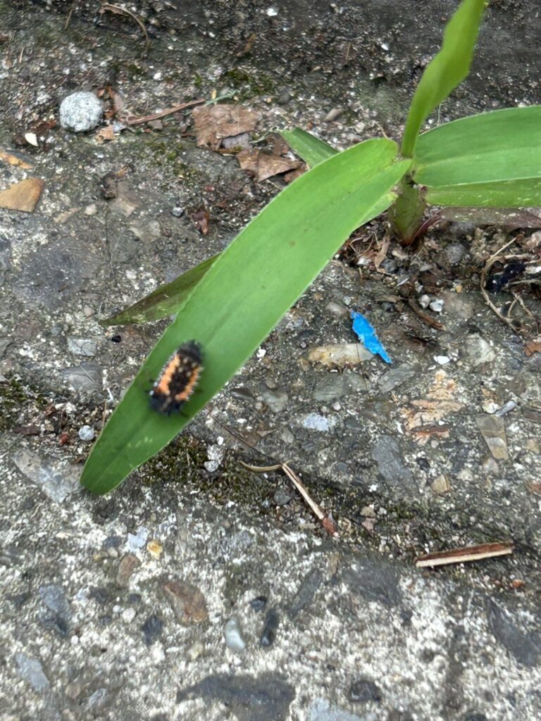 テントウムシ(5月/千葉県)