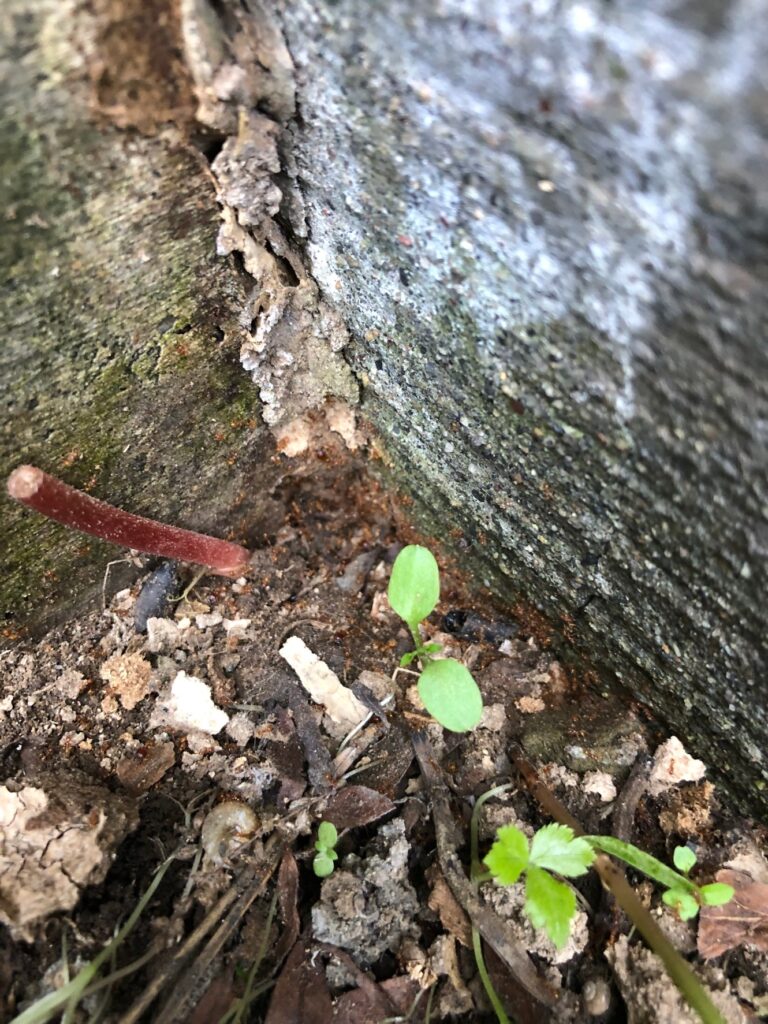 ヒメアリ（5月／北海道）