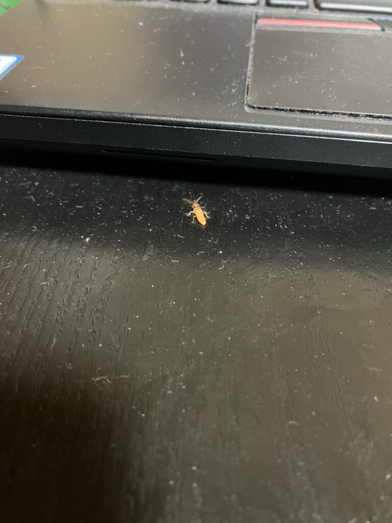イエシロアリ(5月/長崎県)