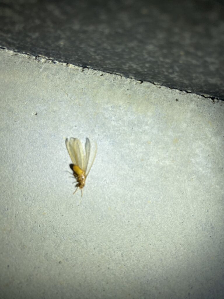 イエシロアリ（6月／和歌山県）