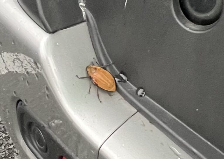 コフキコガネ(6月/大分県)