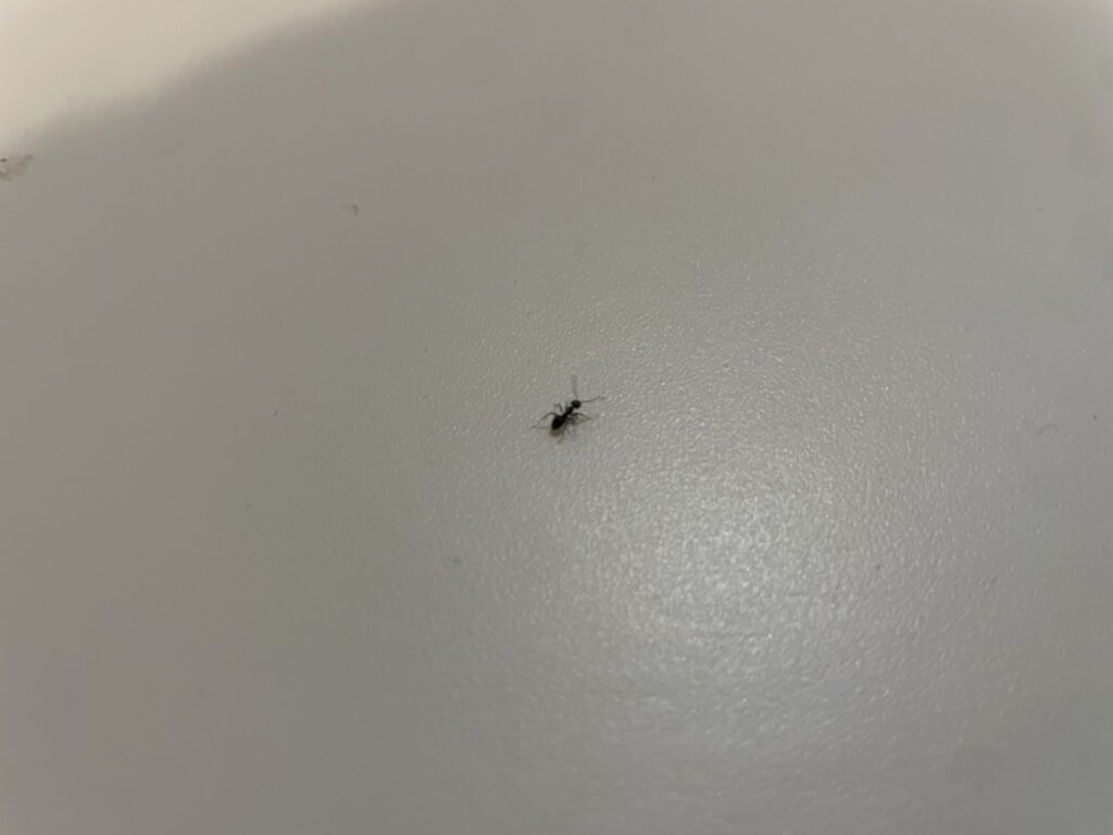 アリ（7月／北海道）
