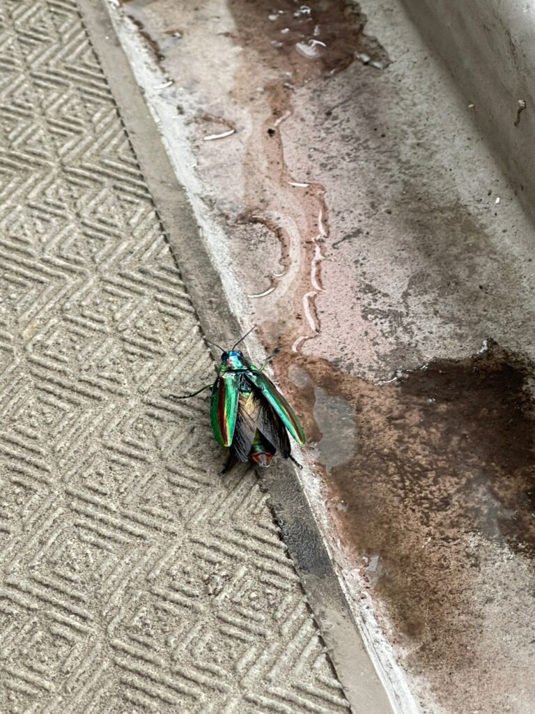 タマムシ(7月/東京都)