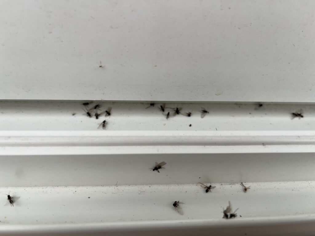 コマユバチ(7月/兵庫県)