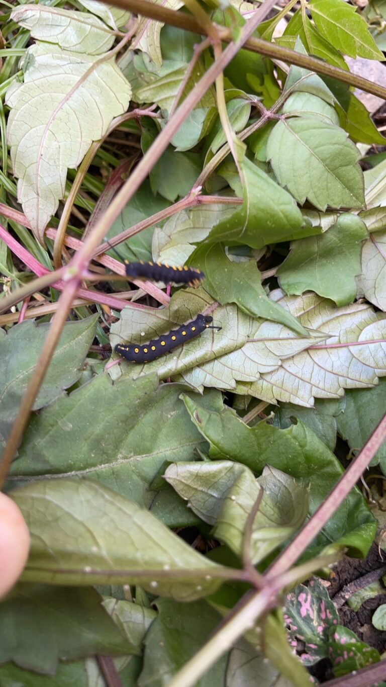 セスジスズメ（8月／静岡県）
