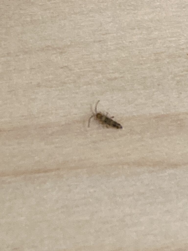 ドビムシ（9月／長崎県）