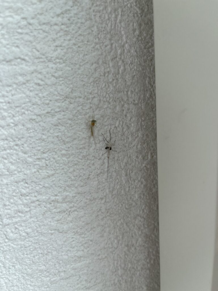 シロタニガワカゲロウ(9月/北海道)