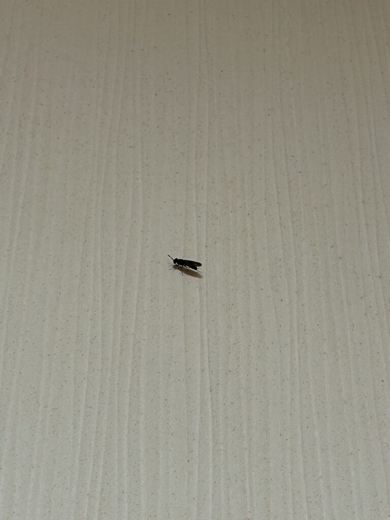 ハバチ(9月/神奈川県)