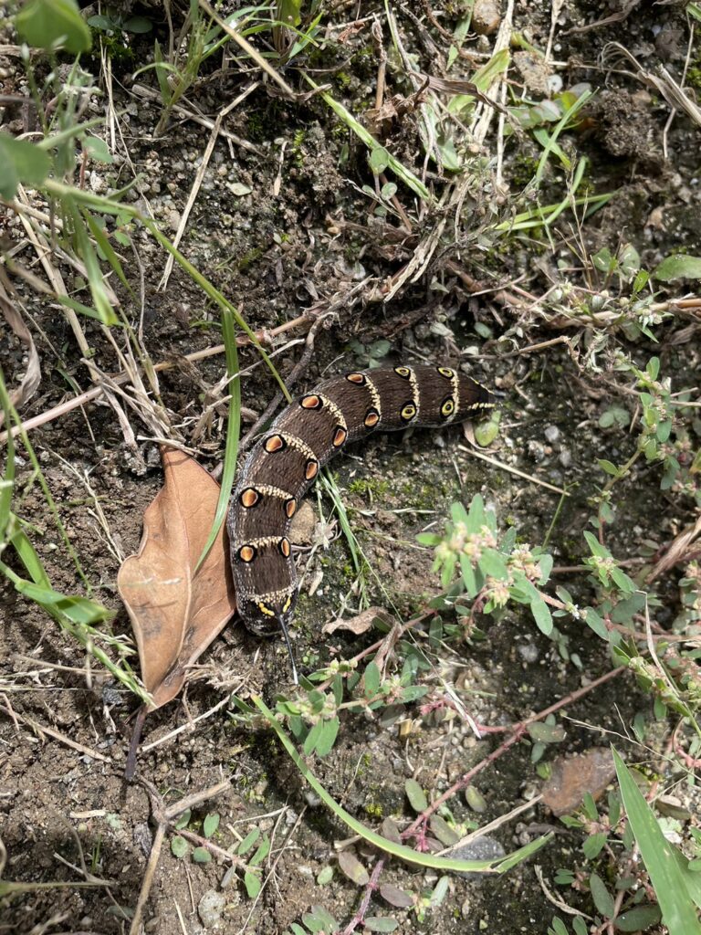セスジスズメ(9月/愛知県)