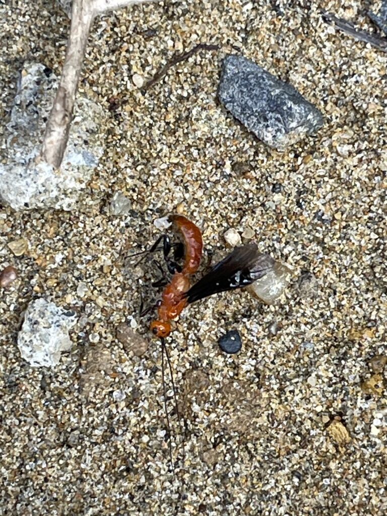 ムネアカトゲコマユバチ(10月/千葉県)