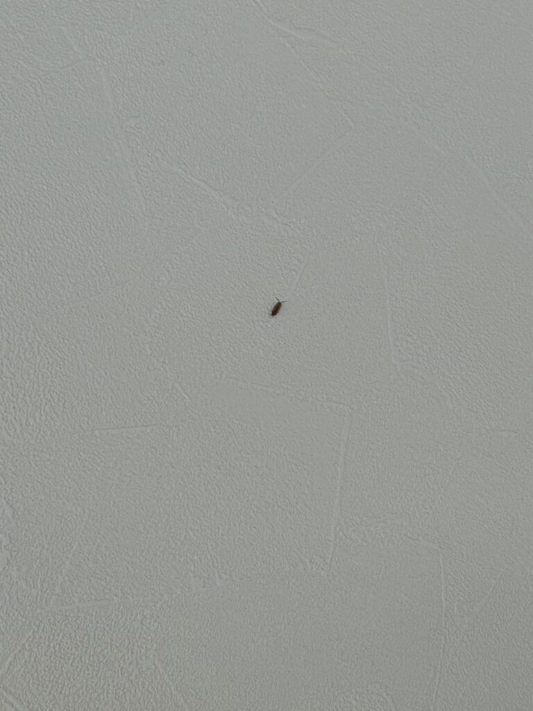 ワラジムシ（1月／兵庫県）
