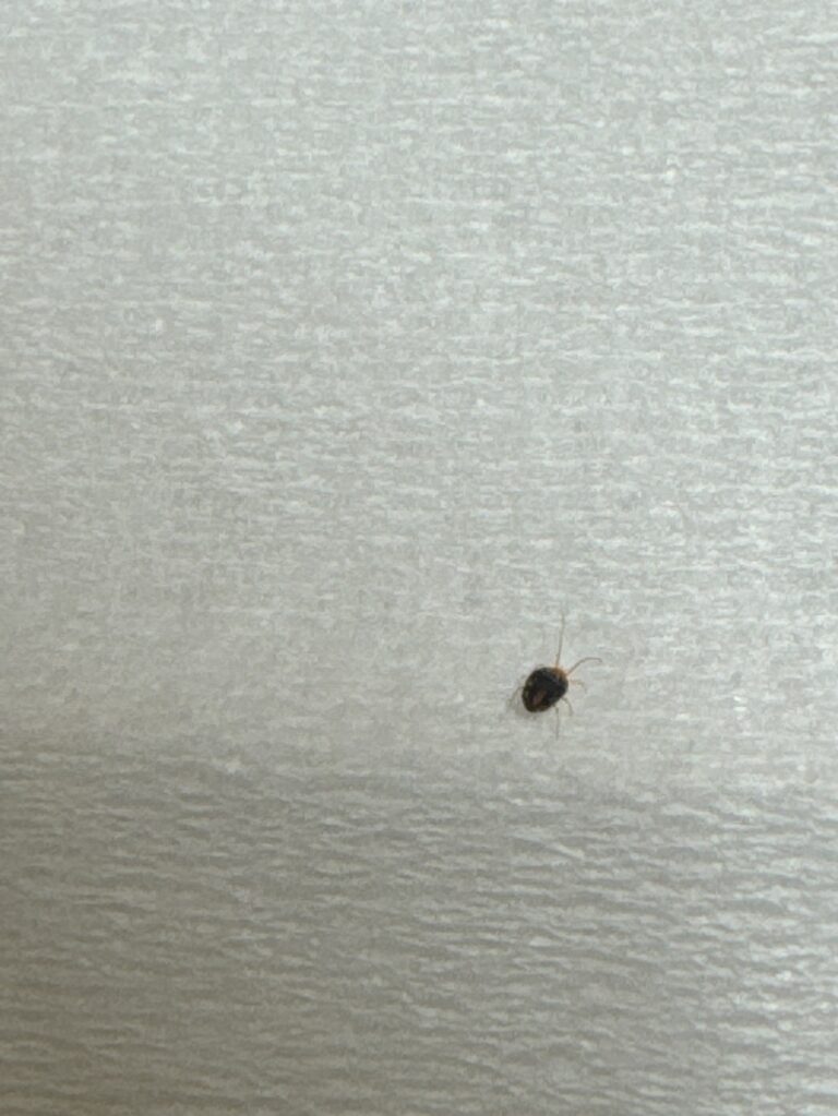 ダニ(4月/千葉県)