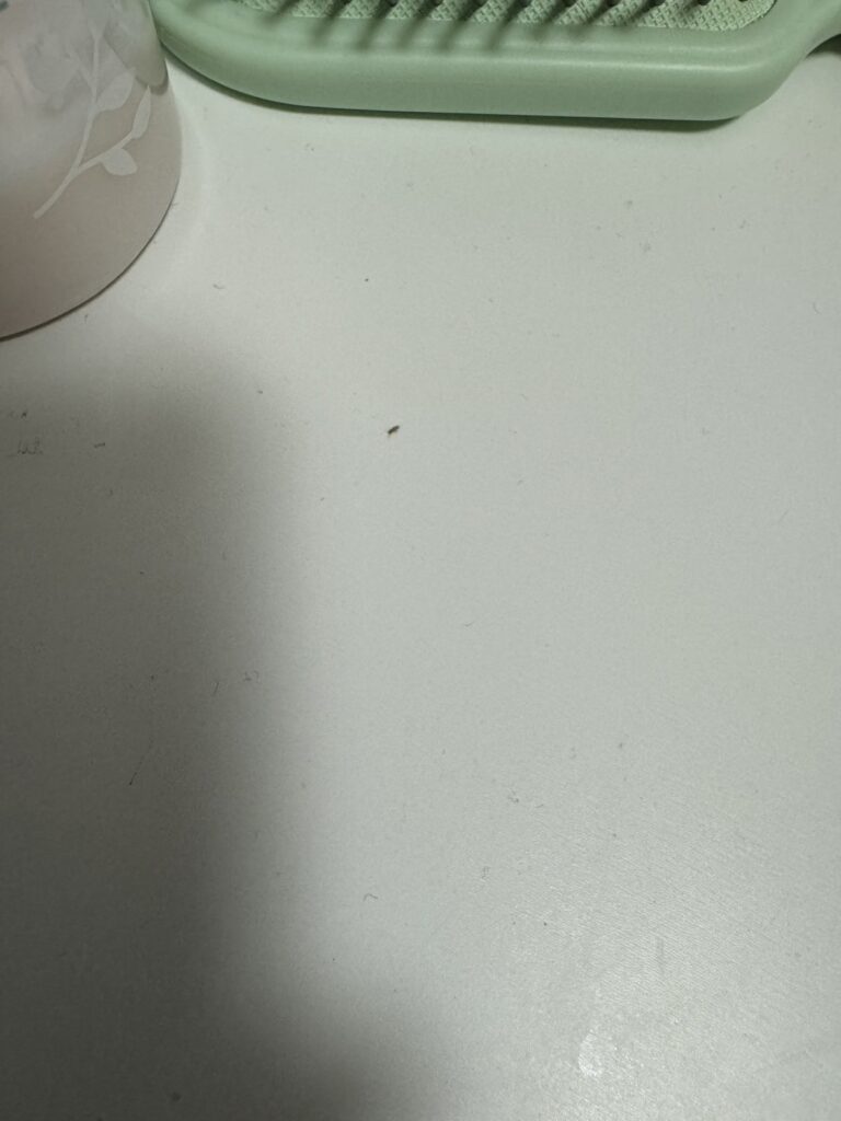 ショウジョウバエ（5月／沖縄県）