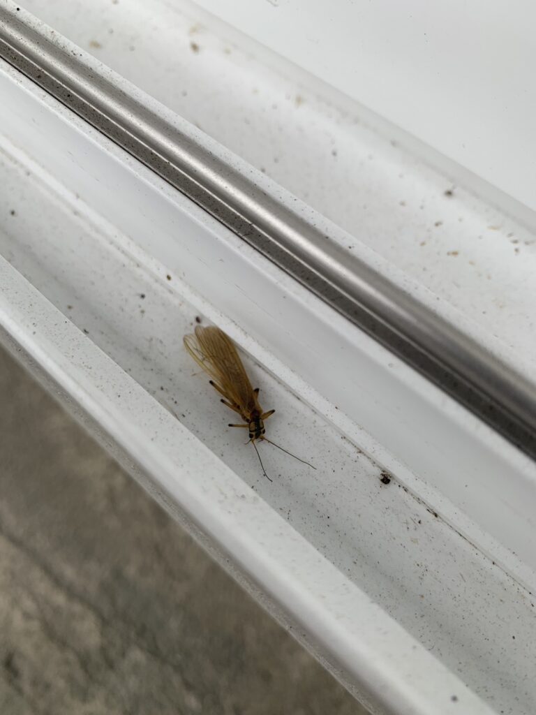 カワゲラ(5月/福岡県)