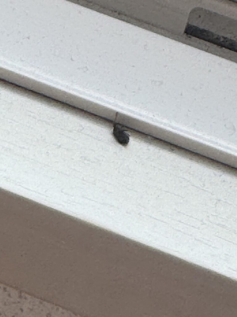 カメムシ（7月／石川県）