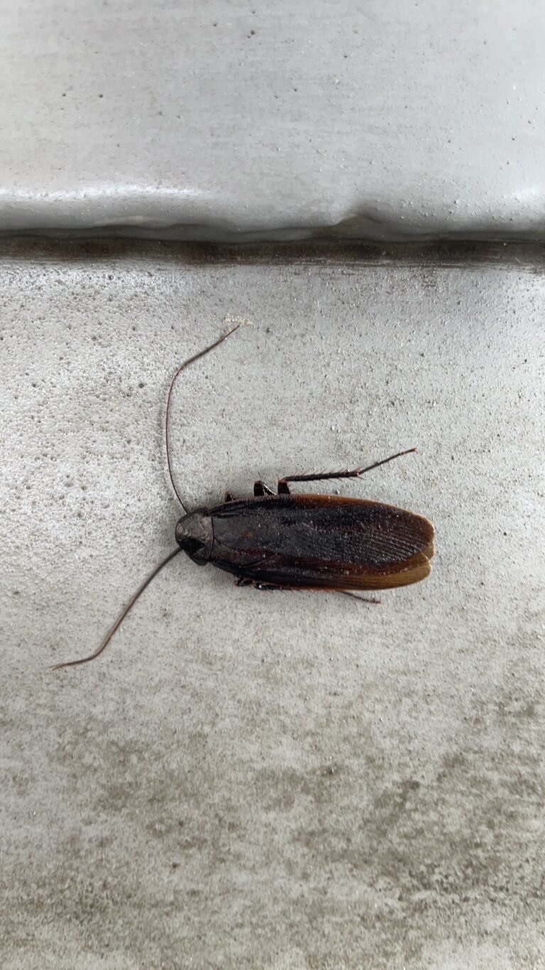 ヤマトゴキブリ（7月／北海道）