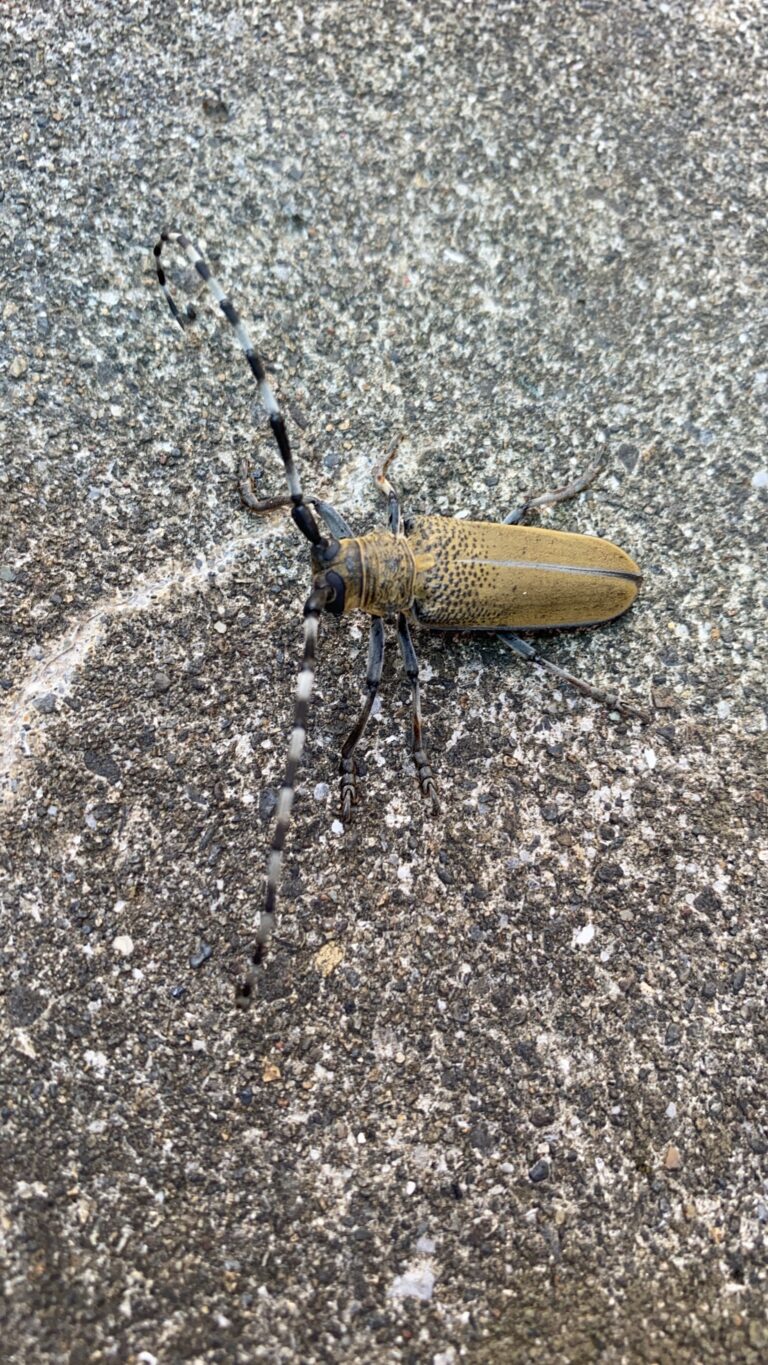 クワカミキリ(7月/東京都)