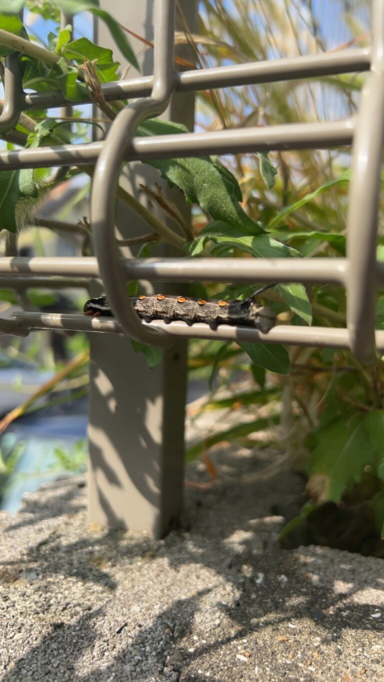 セスジスズメ(9月/不明)