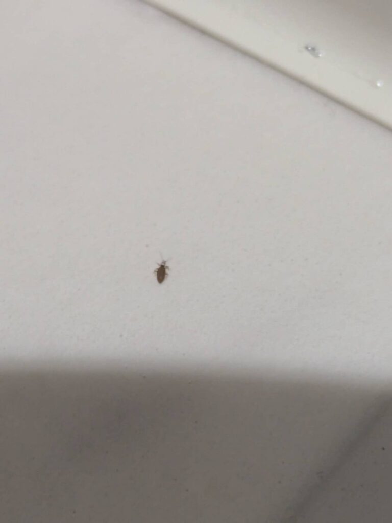 ユウレイヒメマキムシ(9月/東京都)