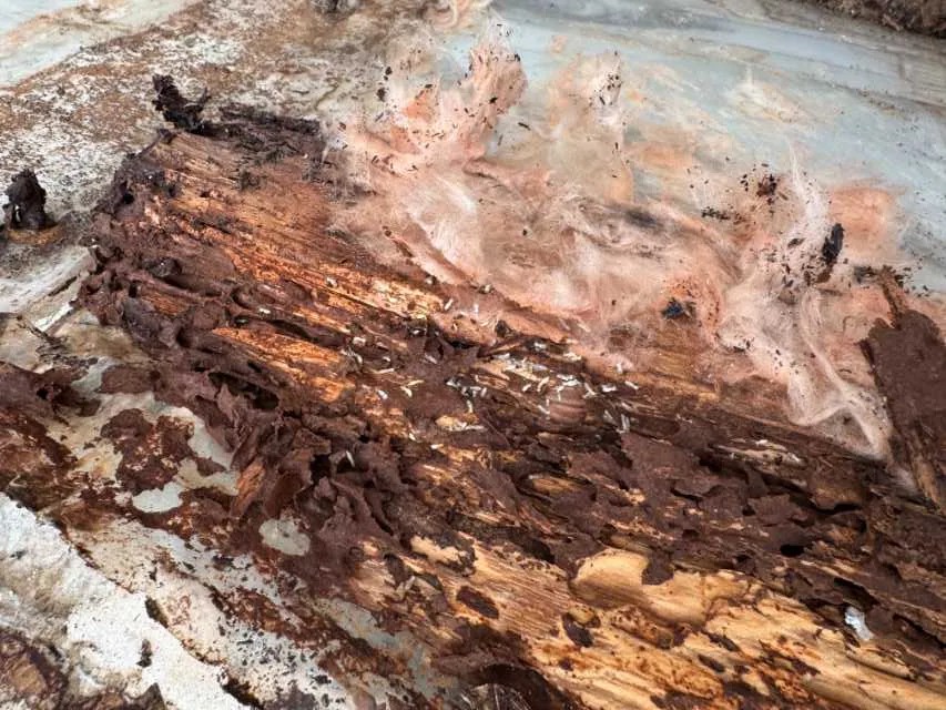 No.2082,土台や壁,ヤマトシロアリ,ホウ酸,佐賀県唐津市