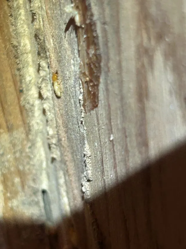 No.2111,柱・梁・壁,イエシロアリ,ホウ酸,大阪府泉大津市